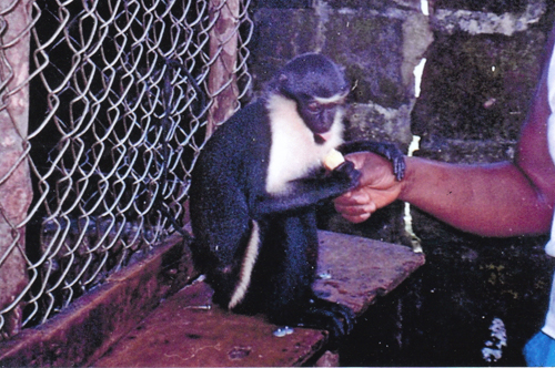 Animal 3